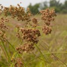 Bareroot Scirpus Cyperinus Woolgrass Live Plant Sedge Indoor Outdoor Garden Gardening