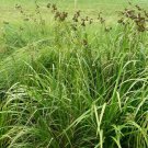 Bareroot Scirpus Atrovirens Green Bulrush Live Plant Sedge Indoor Outdoor Garden Gardening