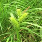 Bareroot Carex Lupulina Hop Sedge Wetland Restoration Live Indoor Outdoor Garden Gardening