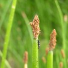 Bareroot Eleocharis Palustris Creeping Spikerush Aquascape Live Plant Indoor Outdoor Garden Gardenin