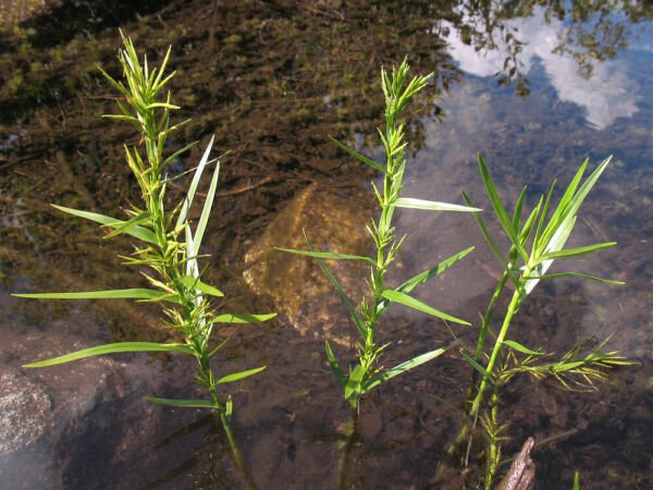 Bareroot Dulichium Arundinaceum Threeway Sedge Freshly Indoor Outdoor Garden Gardening