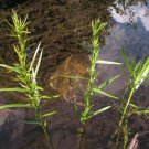 Bareroot Dulichium Arundinaceum Threeway Sedge Freshly Indoor Outdoor Garden Gardening