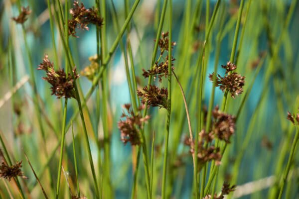 Bareroot Juncus Effusus Soft Rush Wetland Restoration Fresh Indoor Outdoor Garden Gardening