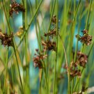 Bareroot Juncus Effusus Soft Rush Wetland Restoration Fresh Indoor Outdoor Garden Gardening