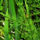 Bareroot Equisetum Fluviatile Water Horsetail Live Plant Aquascape Koi Indoor Outdoor Garden Gardeni