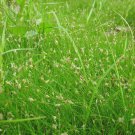 Bareroot Eleocharis Acicularis Least Spikerush Wetland Restoration Indoor Outdoor Garden Gardening