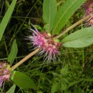 Bareroot Decodon Verticillatus Swamp Loosestrife Water Willow Indoor Outdoor Garden Gardening
