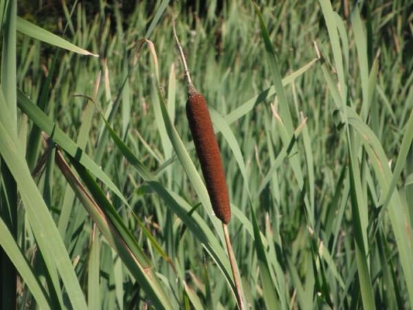 Bareroot Typha Latifolia Broadleaf Cattail Live Plant Pond Plant Indoor Outdoor Garden Gardening