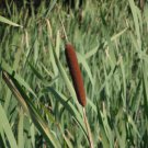Bareroot Typha Latifolia Broadleaf Cattail Live Plant Pond Plant Indoor Outdoor Garden Gardening