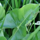 Bareroot Peltandra Virginica Arrow Arum Live Plant Freshly Indoor Outdoor Garden Gardening