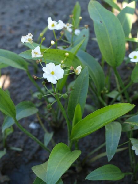 Bareroot Sagittaria Rigida Sessilefruit Arrowhead Water Garden Indoor Outdoor Garden Gardening