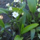 Bareroot Sagittaria Rigida Sessilefruit Arrowhead Water Garden Indoor Outdoor Garden Gardening