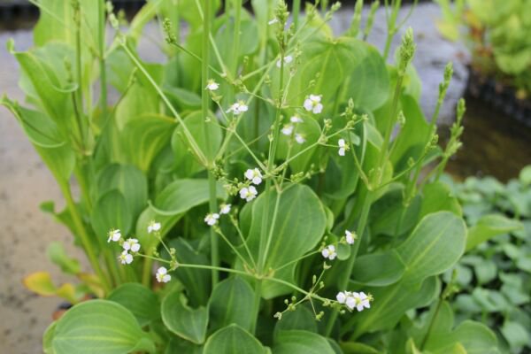 Bareroot Alisma Plantago-Aquatica Alisma Subcordatum Water Plantain Indoor Outdoor Garden Gardening