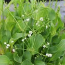 Bareroot Alisma Plantago-Aquatica Alisma Subcordatum Water Plantain Indoor Outdoor Garden Gardening