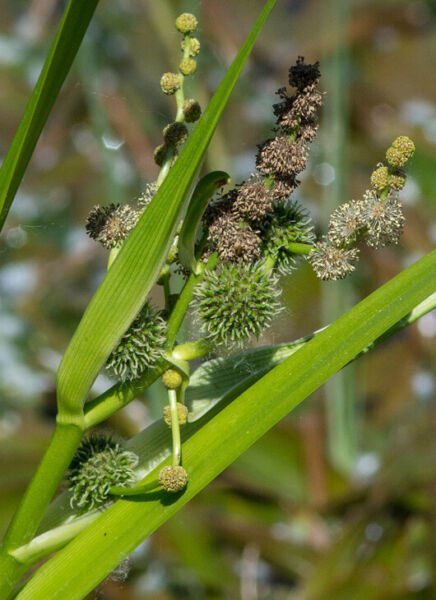 Bareroot Sparganium Eurycarpum Broadfruit Bur-Reed Freshly Indoor Outdoor Garden Gardening