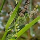 Bareroot Sparganium Eurycarpum Broadfruit Bur-Reed Freshly Indoor Outdoor Garden Gardening