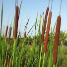 Bareroot Typha Angustifolia Narrowleaf Cattail Live Plant Pond Plant Indoor Outdoor Garden Gardening