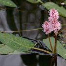 Bareroot Polygonum Amphibium Water Smartweed Fresh Indoor Outdoor Garden Gardening