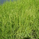 Bareroot Leersia Oryzoides Rice Cut Grass Wetland Restoration Indoor Outdoor Garden Gardening