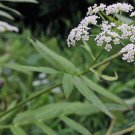 Bareroot Sium Suave Hemlock Waterparsnip Live Plant Freshly Indoor Outdoor Garden Gardening