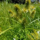 Bareroot Cyperus Strigosus Straw-Colored Flatsedge Plant Sedge Indoor Outdoor Garden Gardening