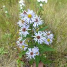 Bareroot Symphyotrichum Puniceum Aster Puniceus Purplestem Aster Indoor Outdoor Garden Gardening