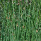 Starter Plant Plug Schoenoplectus Tabernaemontani Softstem Bulrush Indoor Outdoor Garden Gardening