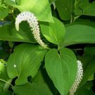 Bareroot Lizards Tail Saururus Cernuus Live Plant  Indoor Outdoor Garden Gardening