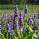 Bareroot Pontederia Cordata Large Purple Pickerel Weed Pickerel Rush Indoor Outdoor Garden Gardening
