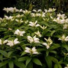 Bareroot Chelone Glabra White Turtlehead Freshly Indoor Outdoor Garden Gardening