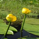 Bareroot Nuphar Lutea Yellow Water Lily Live Plant Fully Grown Indoor Outdoor Garden Gardening