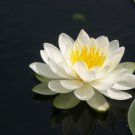 Bareroot Nymphaea Odorata White Water Lily Live Plant Fully Grown Indoor Outdoor Garden Gardening Bareroot Nymphaea Odorata White Water Lily Live Plant Fully Grown Indoor Outdoor Garden Gardening