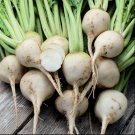 Beet White Albino 50 Seeds Organic Fresh Garden