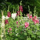 Hollyhock Outhouse Variety 100 Seeds Op Fresh Garden Hollyhock Outhouse Variety 100 Seeds Op Fresh Garden