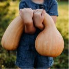 Squash Xlarge Turkey Neck Pumpkin Organic Seeds Fresh Garden Squash Xlarge Turkey Neck Pumpkin Organic Seeds Fresh Garden