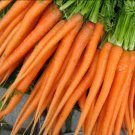 Carrot Tendersweet Organic Seeds Fresh Garden
