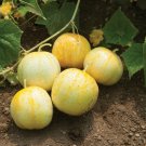 Cucumber Lemon 15 Vegetable Seed Organic Fresh Garden