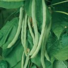 Bean Kentucky Wonder Pole Organic Seeds Fresh Garden Bean Kentucky Wonder Pole Organic Seeds Fresh Garden