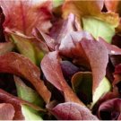 Lettuce Red Oak Leaf Super Sweet 100 Organic Seed Danyelle Fresh Garden Lettuce Red Oak Leaf Super Sweet 100 Organic Seed Danyelle Fresh Garden
