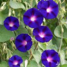 Morning Glory Rainbow Mix 25 Seeds Open Pollinated Fresh Garden