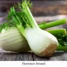 Fennel Finocchio Florence Variety 250 Organic Seeds Fresh Garden Fennel Finocchio Florence Variety 250 Organic Seeds Fresh Garden