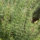 Rosemary Italian Gourmet Variety Organic Seeds Fresh Garden Rosemary Italian Gourmet Variety Organic Seeds Fresh Garden