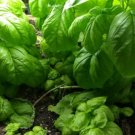 Basil Italian Valentino Gourmet Organic Seeds Fresh Garden