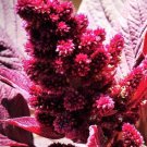 Amaranth Midnight Red Specialty Seed Organic Fresh Garden
