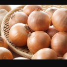 Onion Walla Walla Italian Region Organic Seed Op Fresh Garden