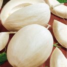 Cantaloupe Melon Portuguese Branco Do Ribatejo Sweet Op Fresh Garden