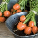 Carrot Parisian French Organic Seeds Fresh Garden