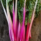 Swiss Chard Peppermint Organic Seeds Open Pollinated Fresh Garden