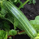 Squash Cocozelle Italian Striped Zucchini Type Organic Fresh Garden