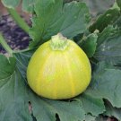 Squash Summer Shrek Hard To Find Zucchini Type Organic Seeds Fresh Garden Squash Summer Shrek Hard To Find Zucchini Type Organic Seeds Fresh Garden